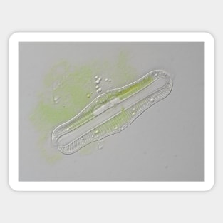 Freshwater diatom, Rhopalodia sp. Sticker